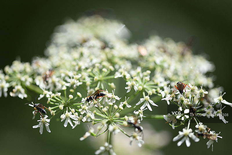 欧防风图片素材
