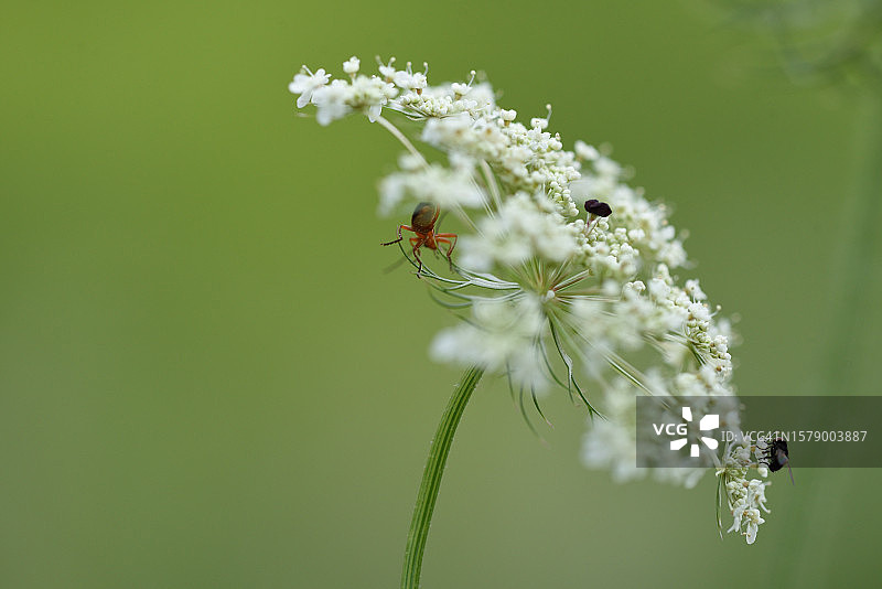胡萝卜图片素材