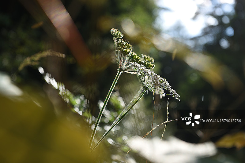 欧防风图片素材