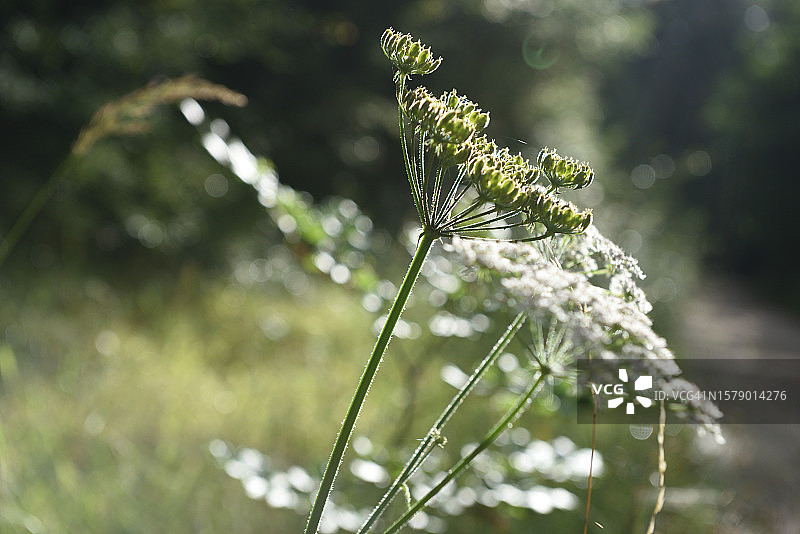 欧防风图片素材