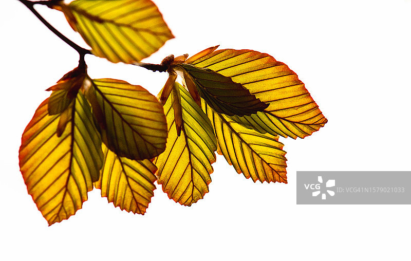 美国山毛榉树上的嫩叶图片素材