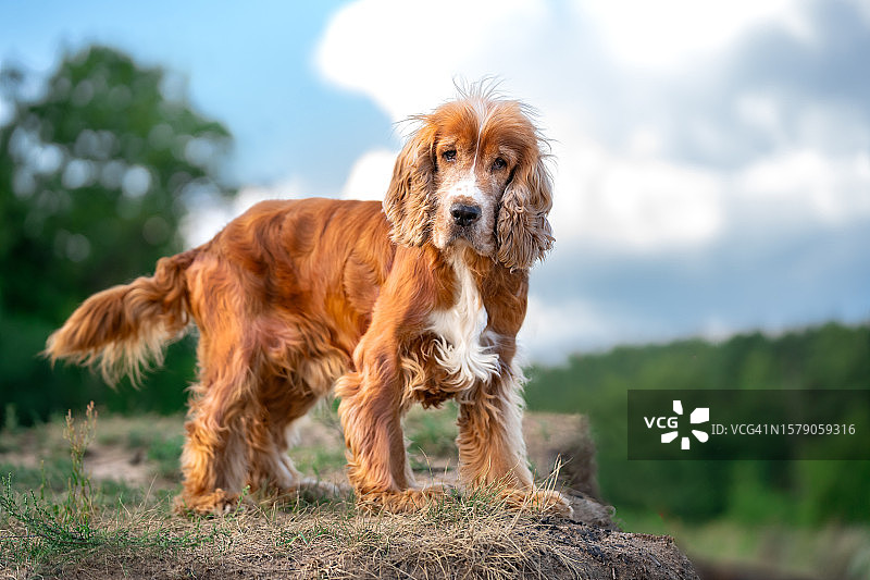 英国可卡犬图片素材