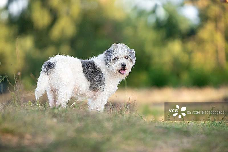 草地上蓬松的小梗犬图片素材