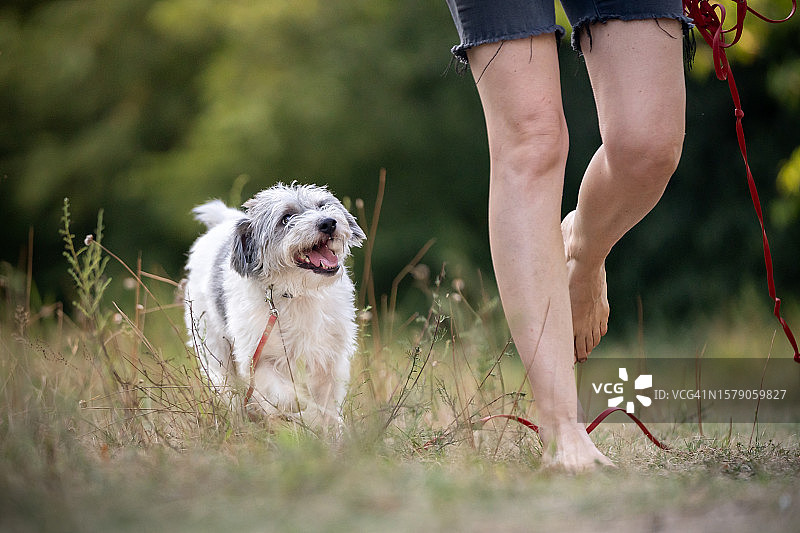 与狗同行图片素材
