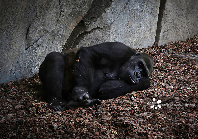 动物园里午睡的大猩猩图片素材