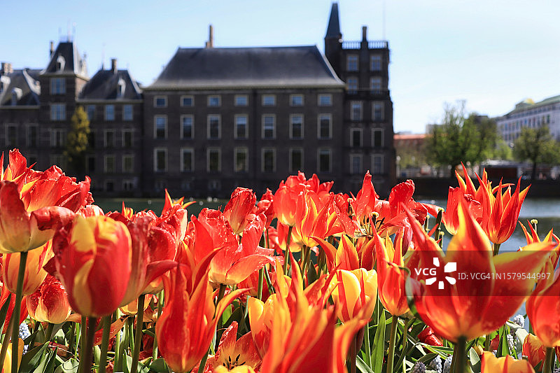 海牙荷兰议会大厦前郁金香图片素材