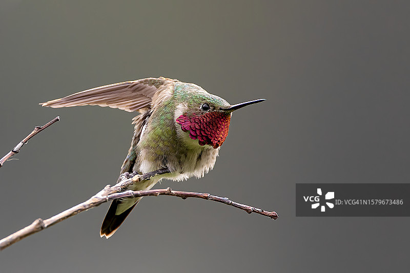 伸展的蜂鸟图片素材