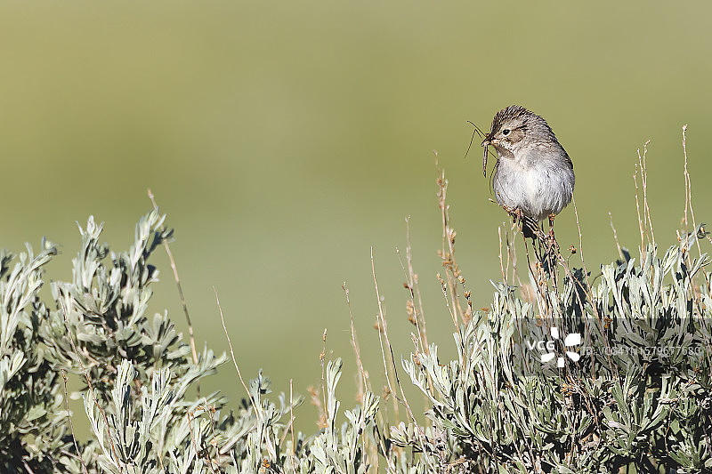饥饿的麻雀图片素材