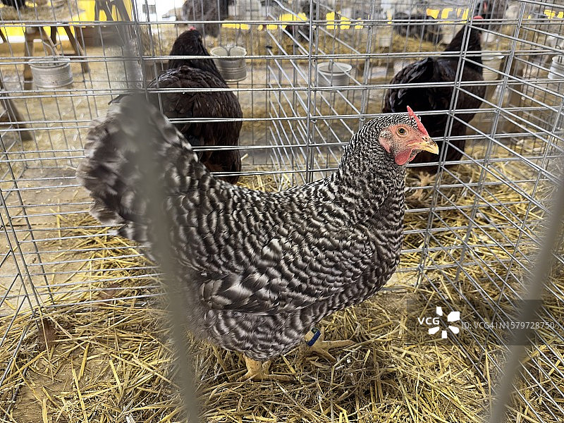 笼养鸡图片素材