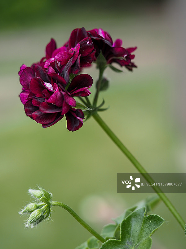 常春藤天竺葵图片素材