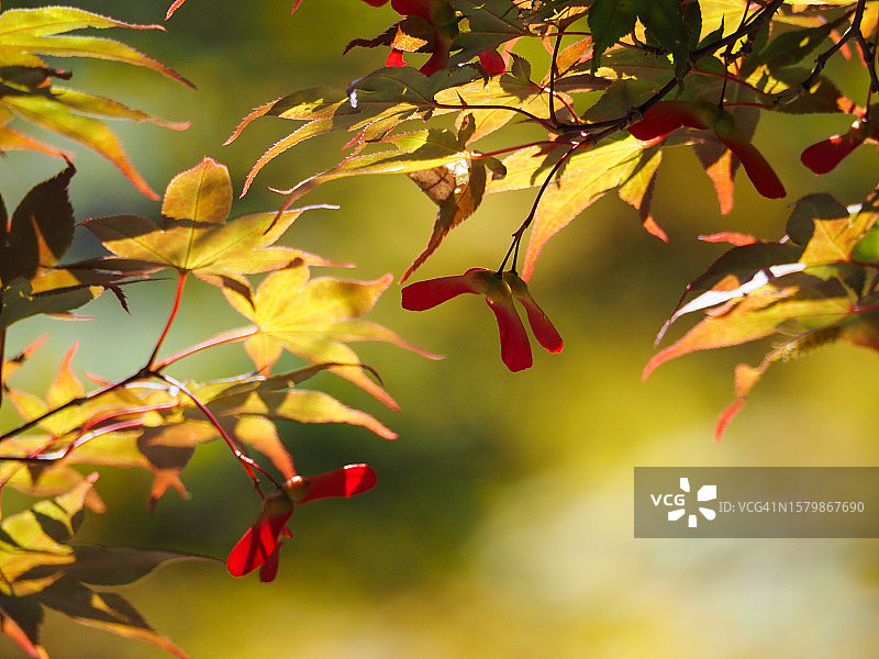 日式枫树图片素材