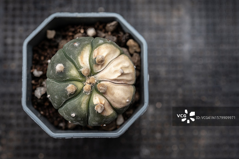 被晒伤的星球属仙人掌图片素材