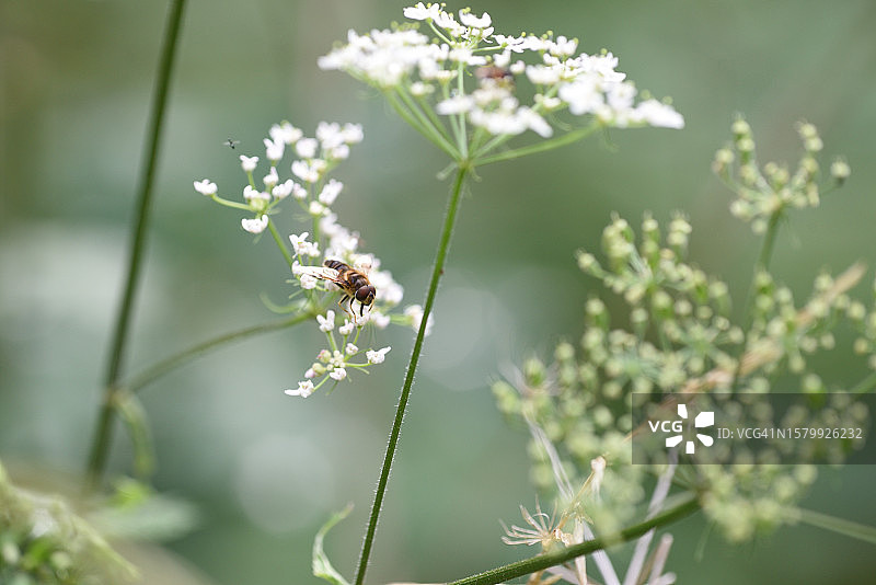带蝇子的香芹图片素材
