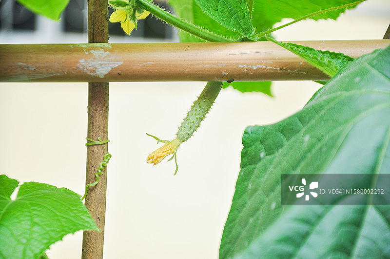 中国广东省江门市菜园黄瓜图片素材