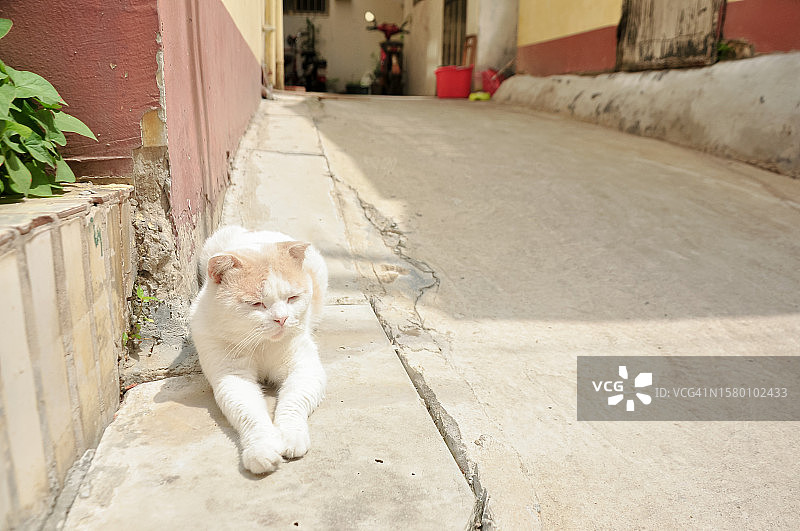 猫咪躺在地上图片素材