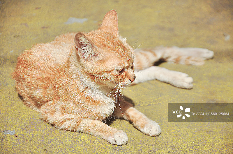 家猫在阳光下沐浴图片素材
