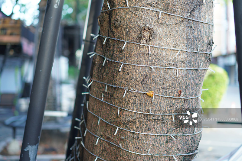 缠绕在树上的灯线图片素材