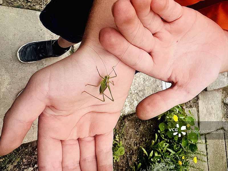 麻点绿草蜢图片素材