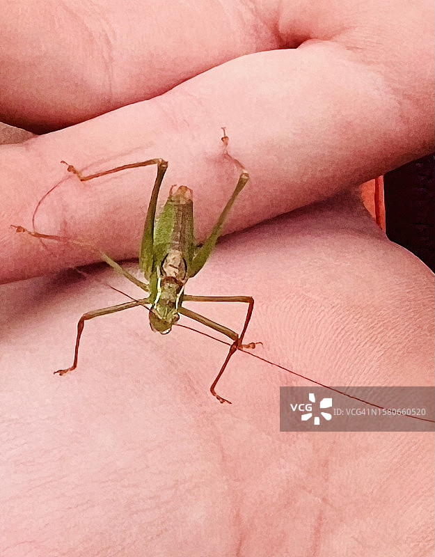 麻点绿草蜢图片素材