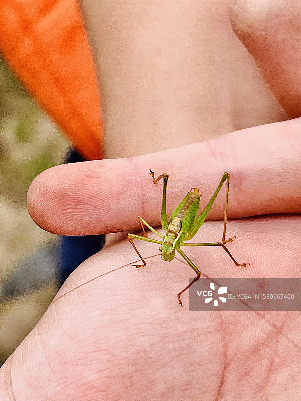 麻点绿草蜢图片素材