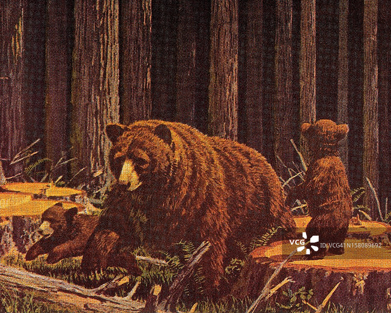 三只熊图片素材