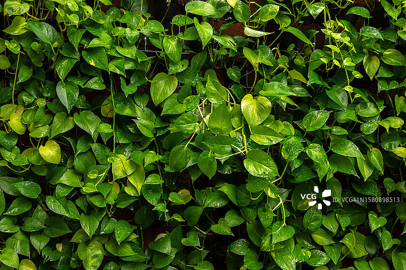墙壁上的绿萝生长照片图片素材