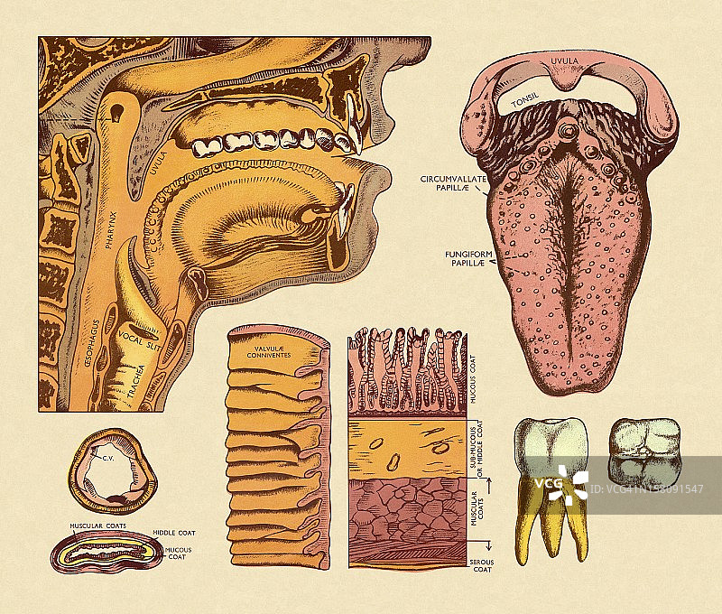 口腔、食道和舌头图解图片素材