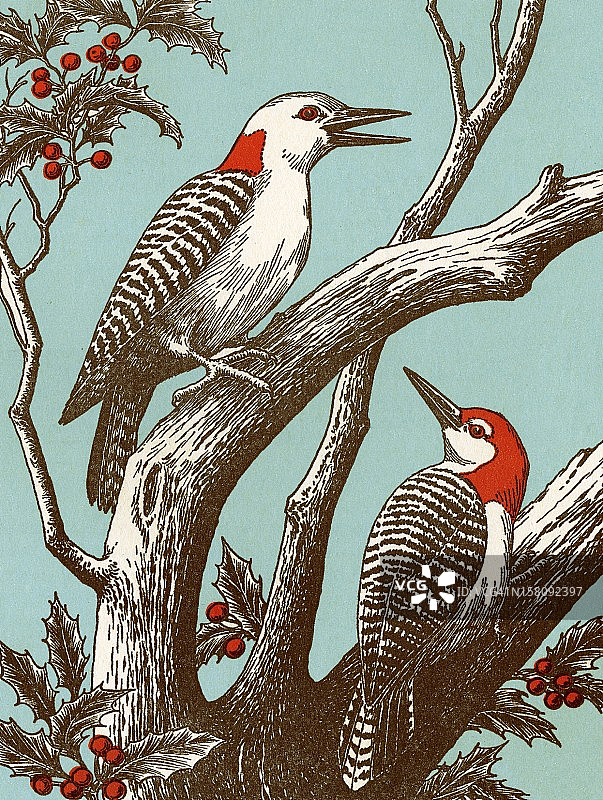 啄木鸟图片素材