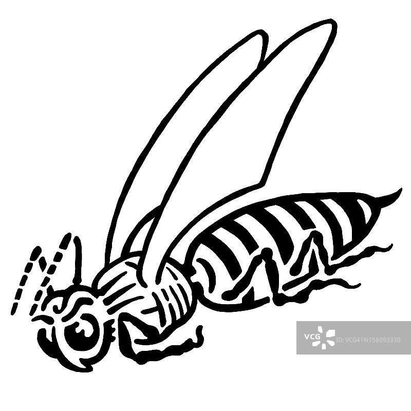 大黄蜂图片素材