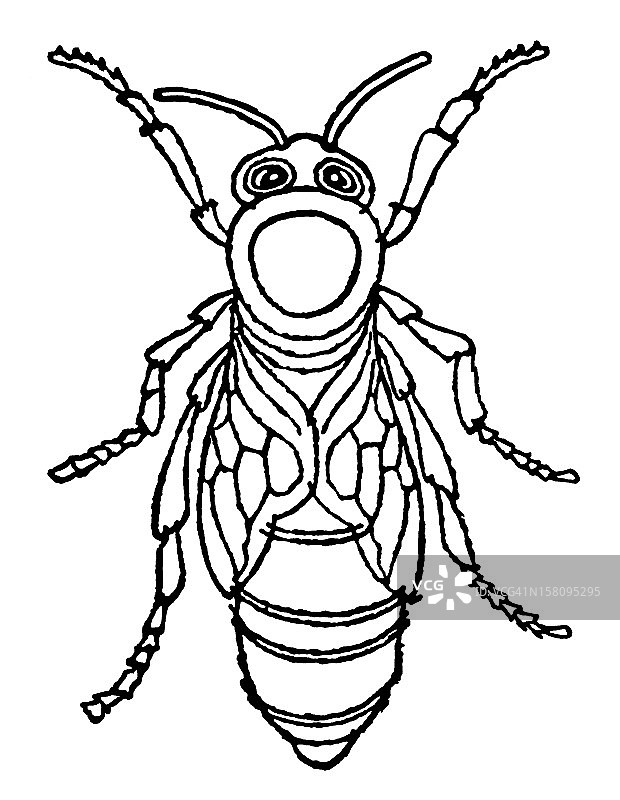 大黄蜂图片素材