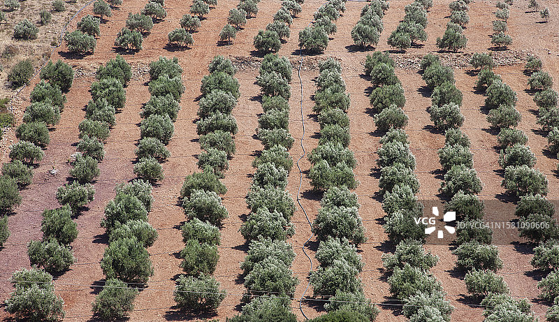 希腊克里特岛海边的橄榄树图片素材