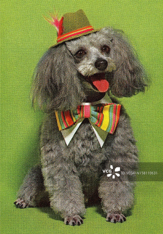 戴帽子和领结的狗图片素材