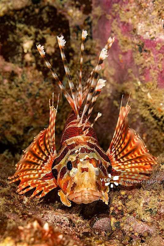 印尼班达海域码头下的蓑鲉图片素材