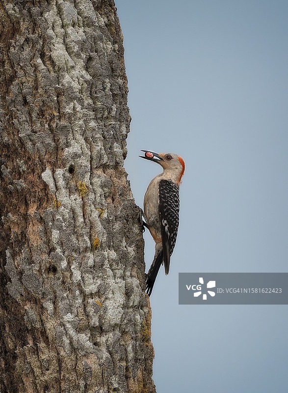 红腹啄木鸟图片素材