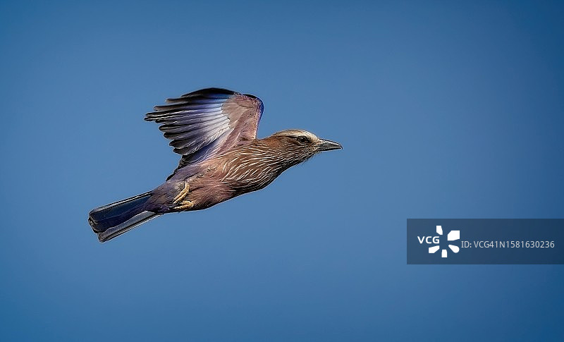 飞行中的紫胸佛法僧图片素材
