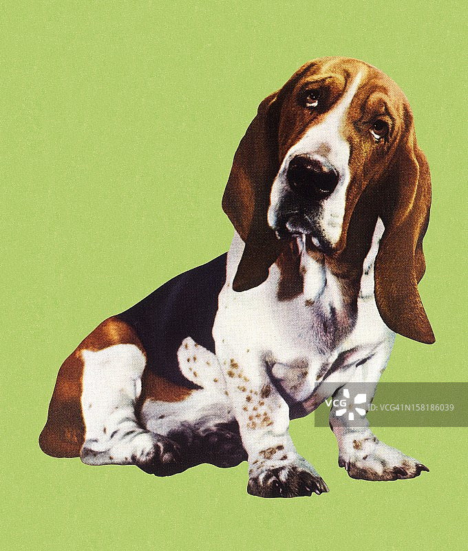 可爱巴吉度猎犬图片素材