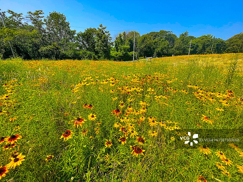 哈利巴特角州立公园的授粉媒介栖息地，罗克波特图片素材