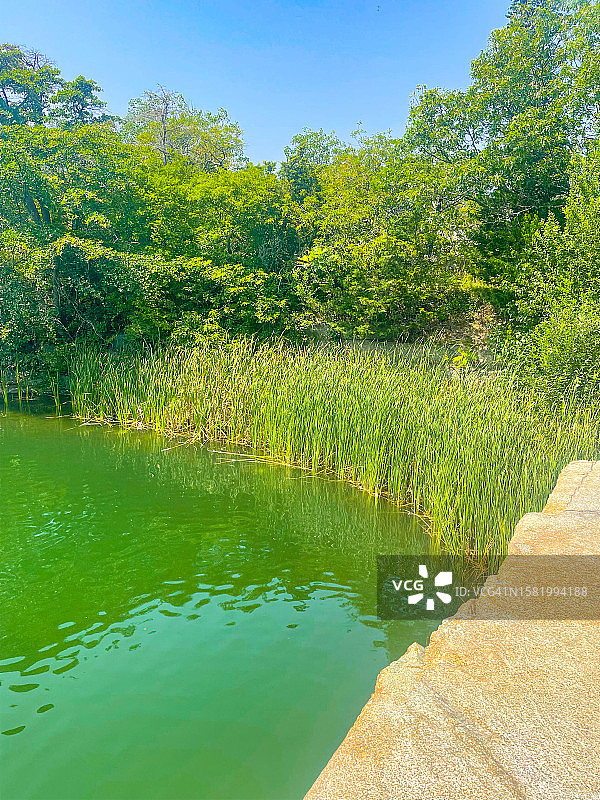 罗克波特哈利巴特角州立公园废弃采石场生长的草图片素材