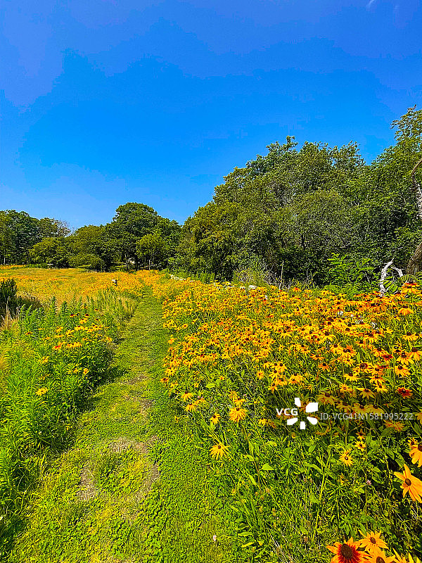 穿过罗克波特哈利巴特角州立公园的授粉媒介栖息地的小径图片素材