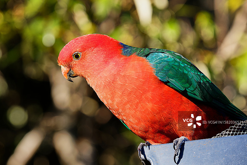 雄性澳洲国王鹦鹉，位于雷明顿国家公园图片素材