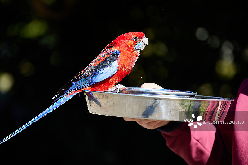 从种子托盘中取食的绯红鹦鹉图片素材
