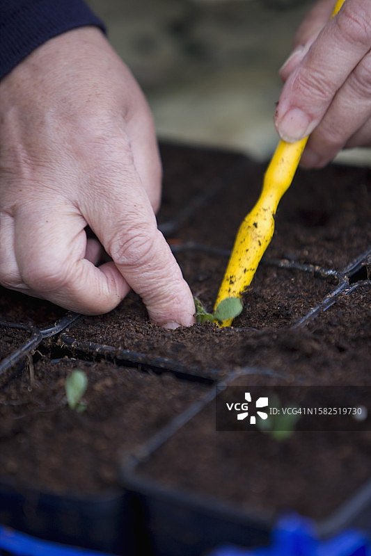 特写：女人手部种植幼苗图片素材