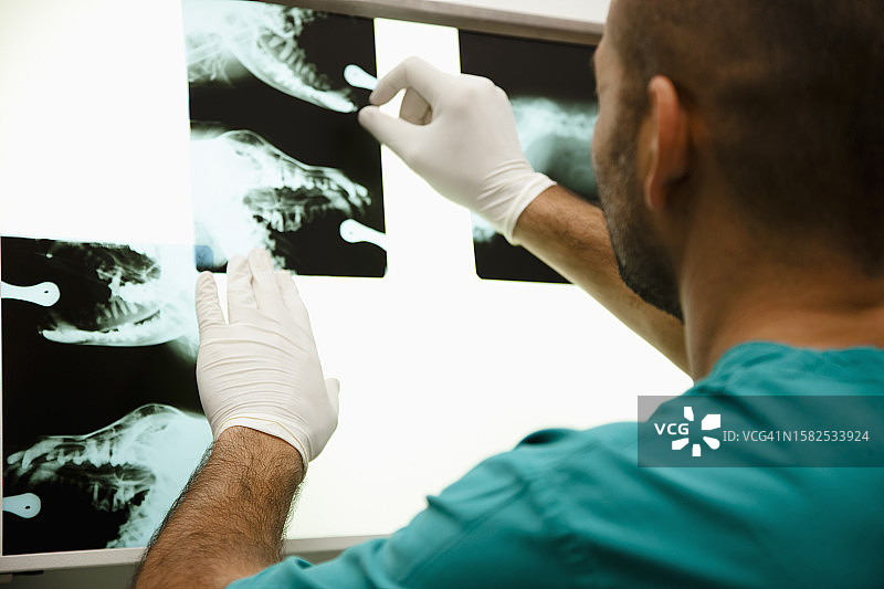 兽医看X光片背影图片素材