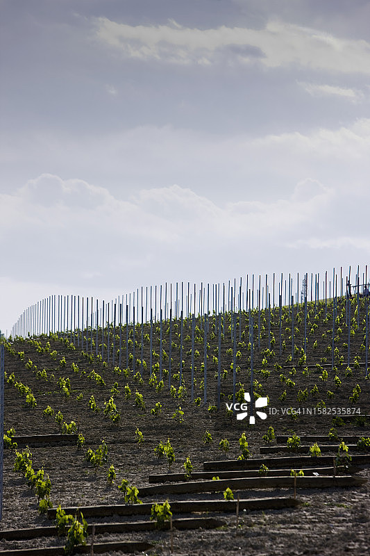 成排的葡萄幼苗和支柱图片素材