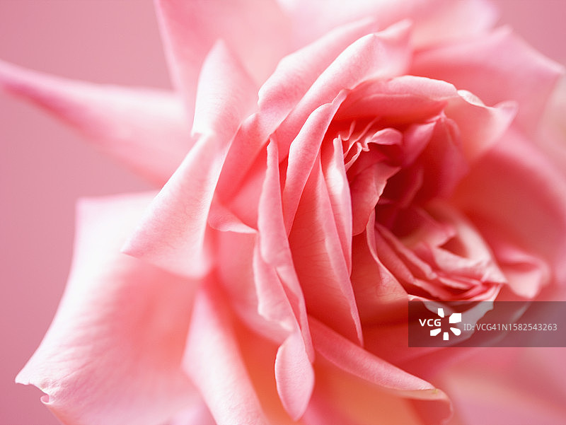 粉红玫瑰特写图片素材