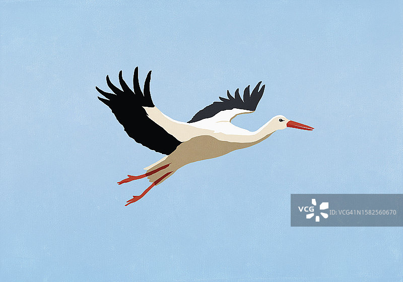 白鹳蓝天飞翔图片素材