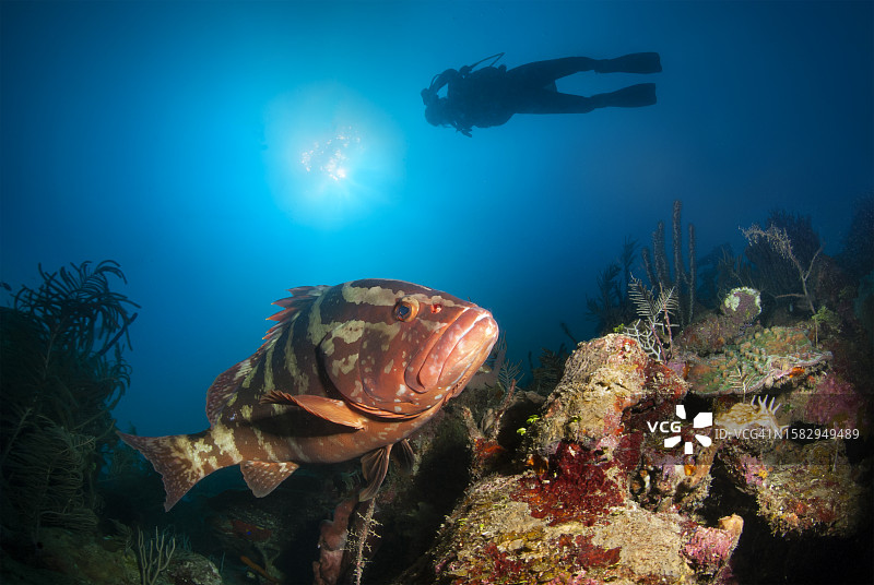 与水肺潜水员在一起的石斑鱼图片素材