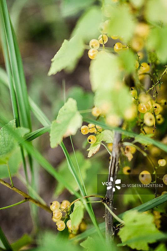 花园灌木丛上成熟的白醋栗图片素材
