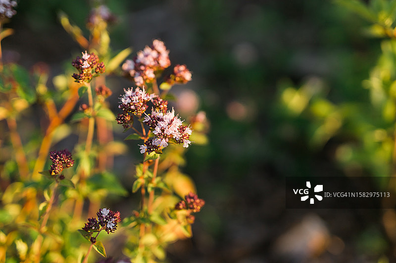 花园中生长的牛至，留白区域。植物与植物疗法。图片素材