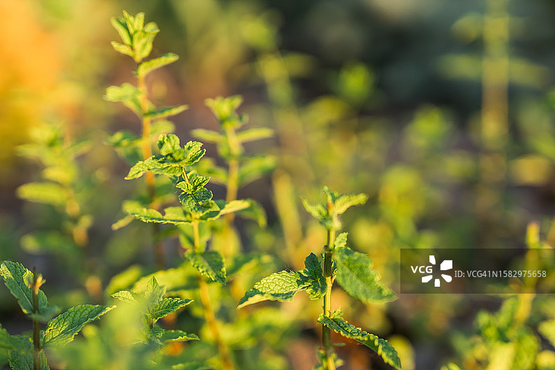 夏季花园里生长的薄荷图片素材